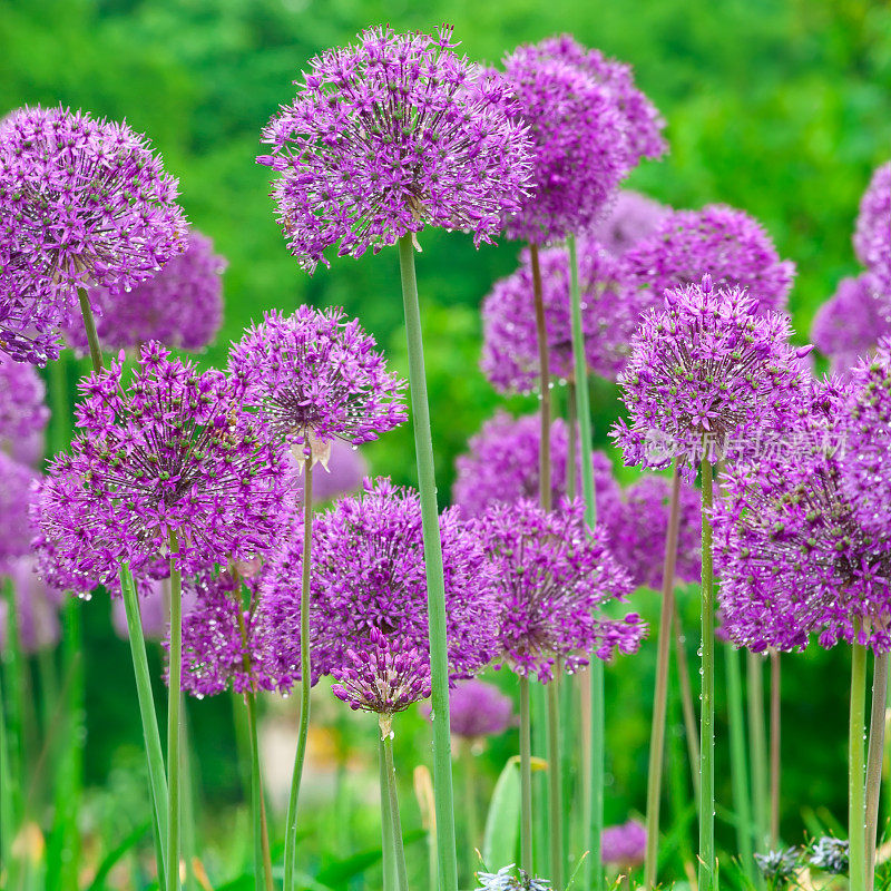 荷兰Allium 'Purple Sensation'(方形成分)- VI